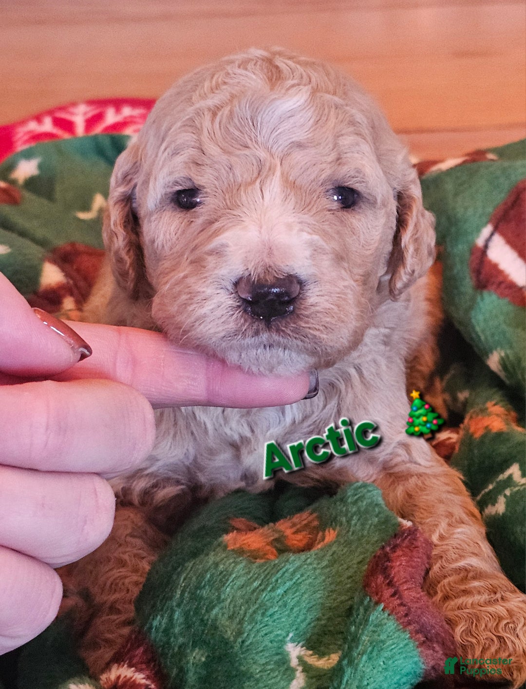 Goldendoodle dogs for sale: Arctic - Ad 1