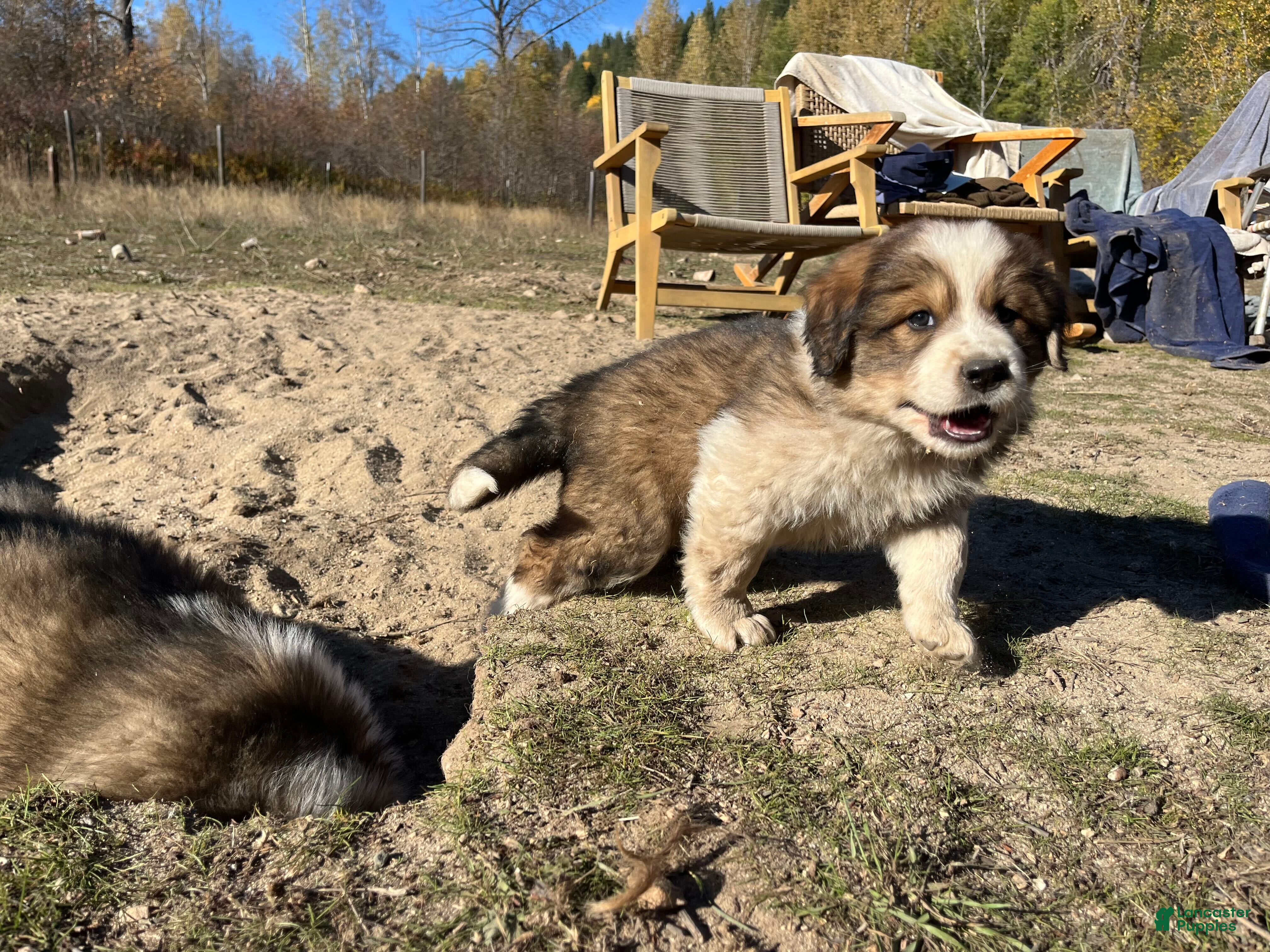Mixed Breed dogs for sale: Otter - Ad 1