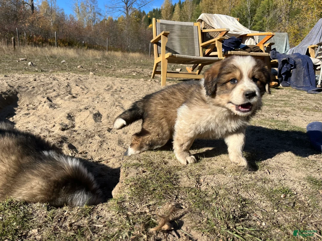 Mixed Breed dogs for sale: Otter - Ad 1