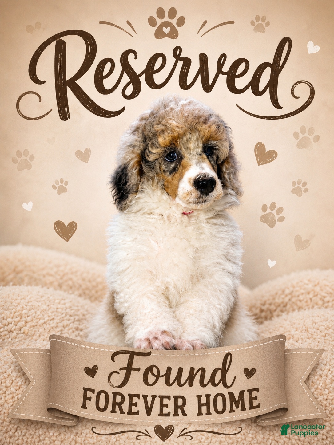 Miniature Poodle dogs Miniature Poodle Red - Ad 1