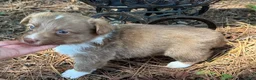 Mixed Breed dogs for sale: Orange collar boy - Ad 20