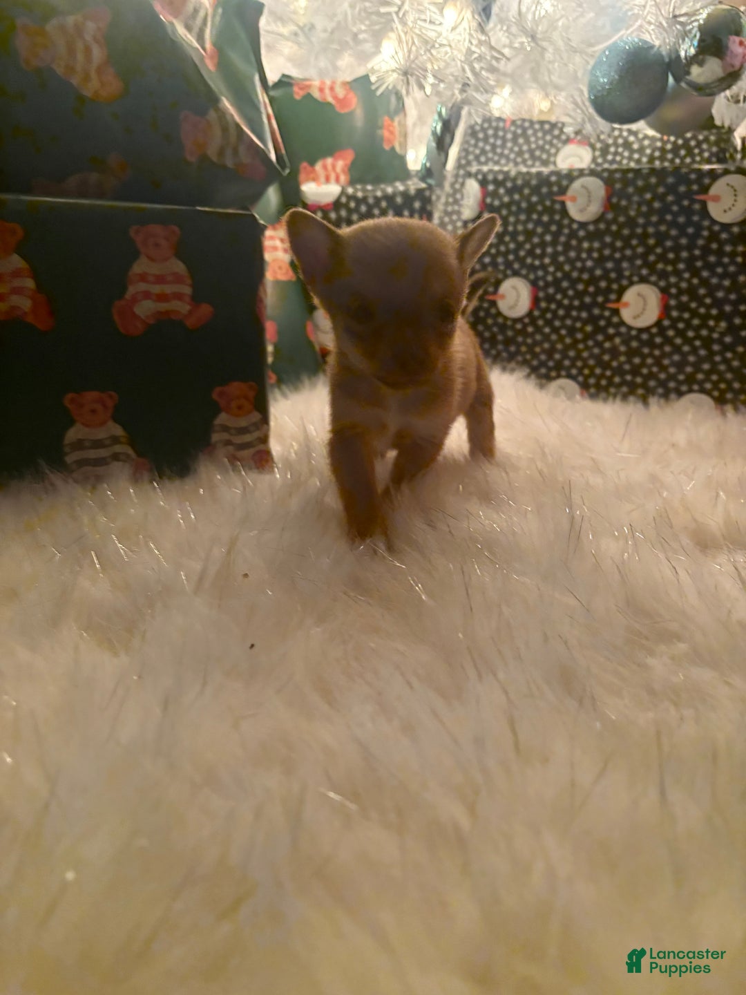 Pomchi dogs for sale: Pomchi Puppy 2 nick - Ad 3