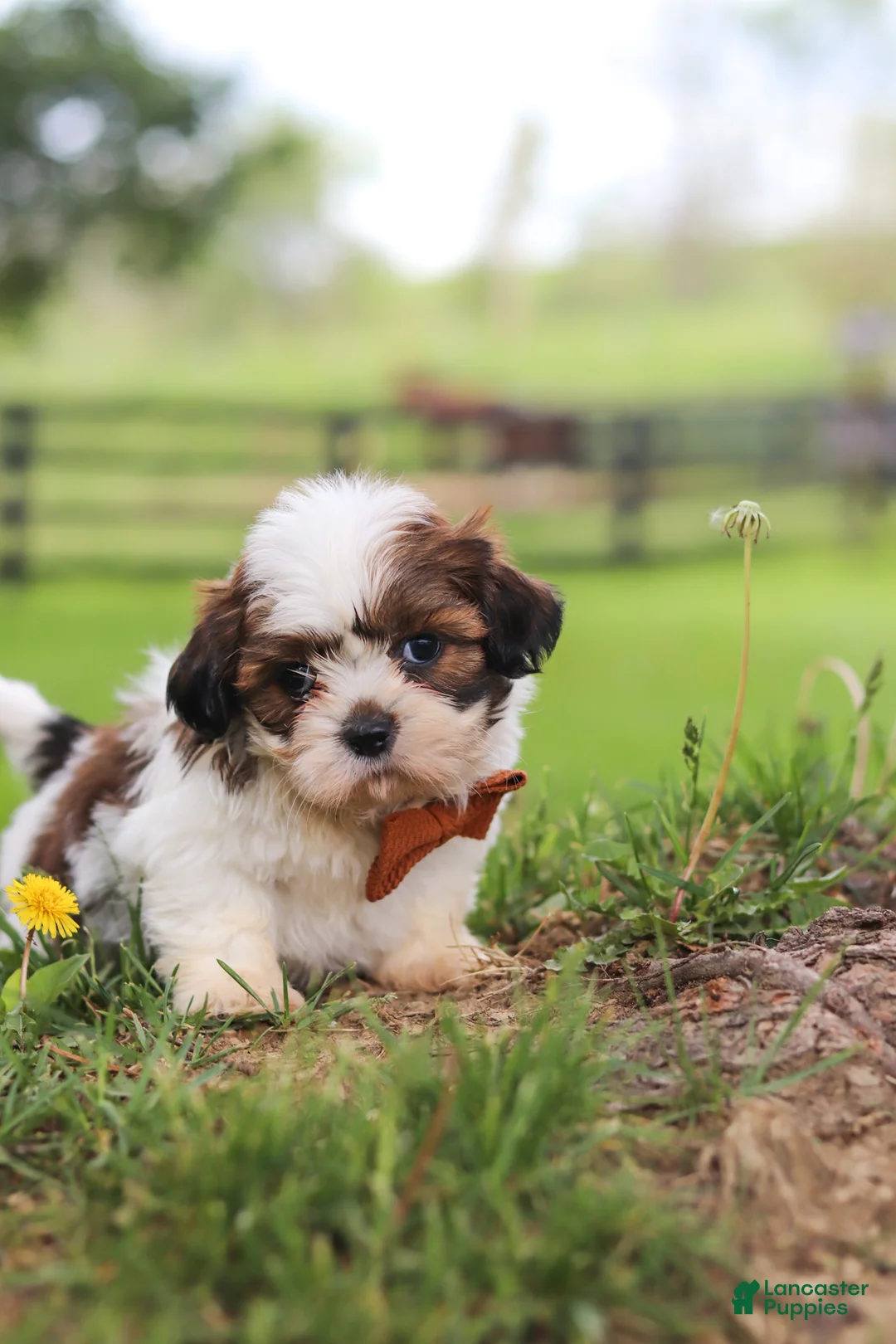 Shih Tzu dogs for sale: Oliver - Ad 10