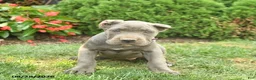 Cane Corso dogs for sale: Lotus  - Ad 4