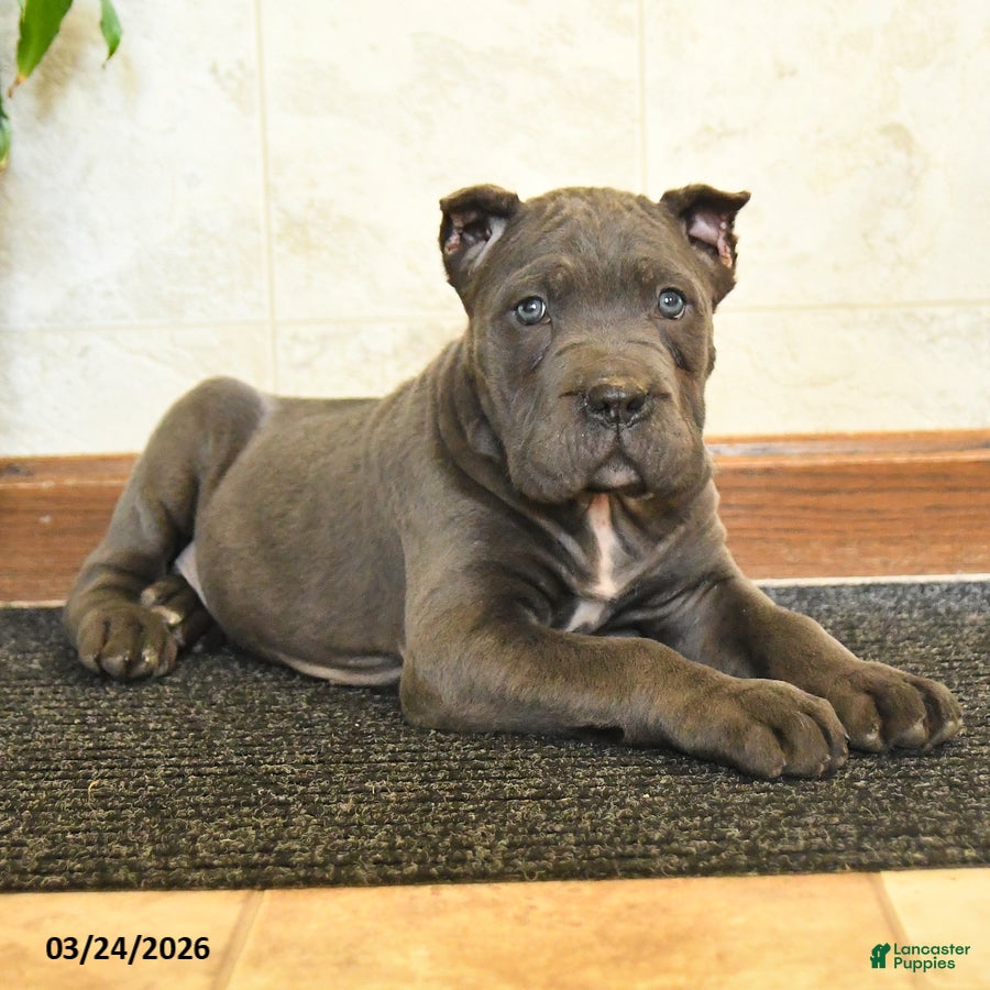 Cane Corso dogs Yankee - Ad 2