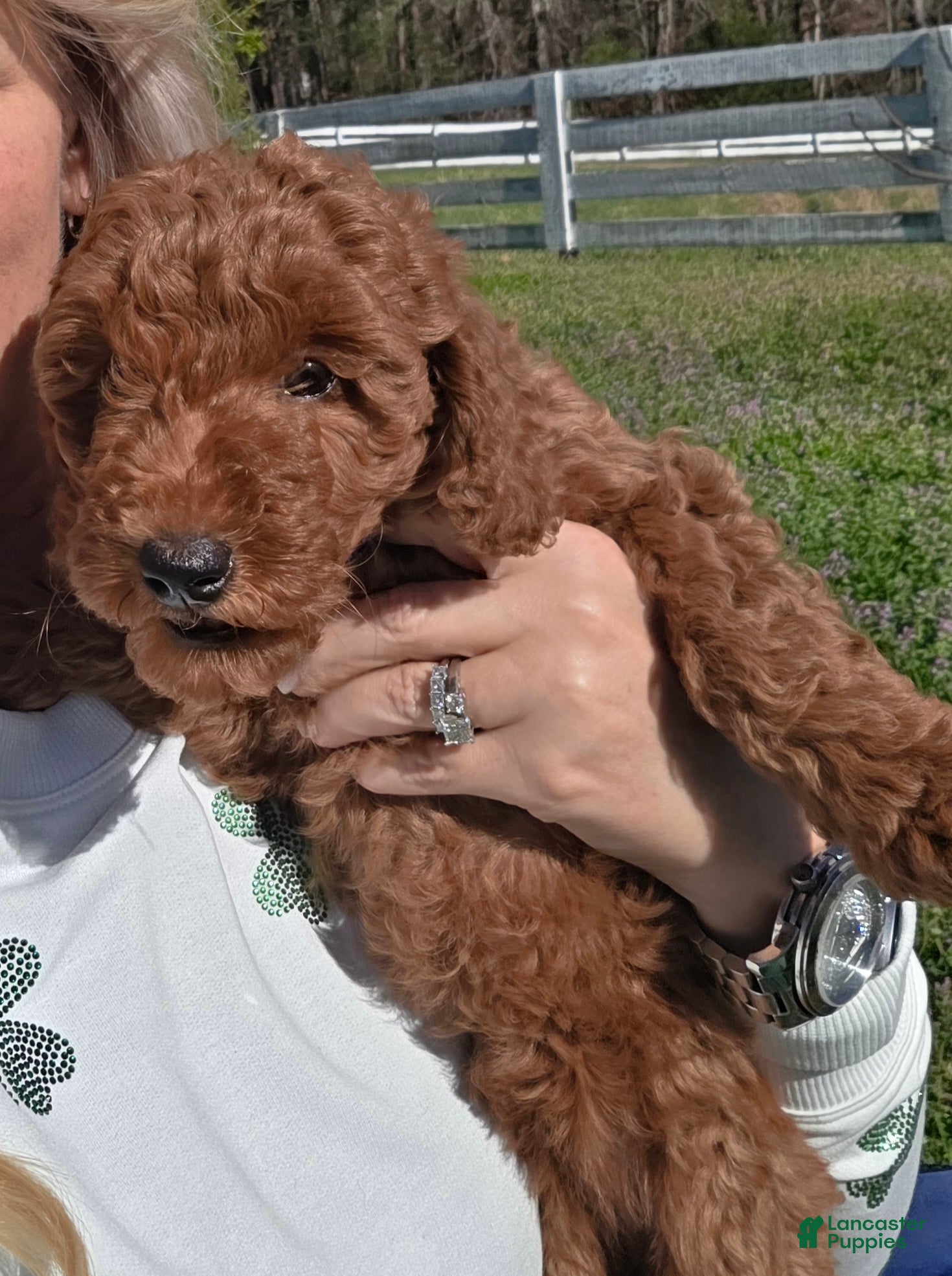 Mixed Breed dogs Mini Labradoodle Breed Puppy 7 - Ad 1