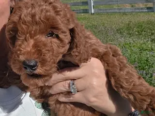 Mixed Breed dogs for sale: Mini Labradoodle Breed Puppy 7 - Ad 4