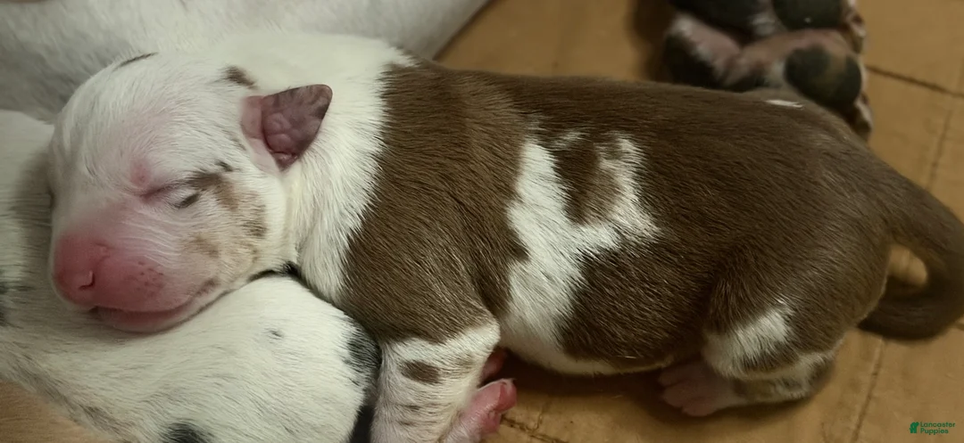 American Bully dogs for sale: American Bully 2 - Ad 2