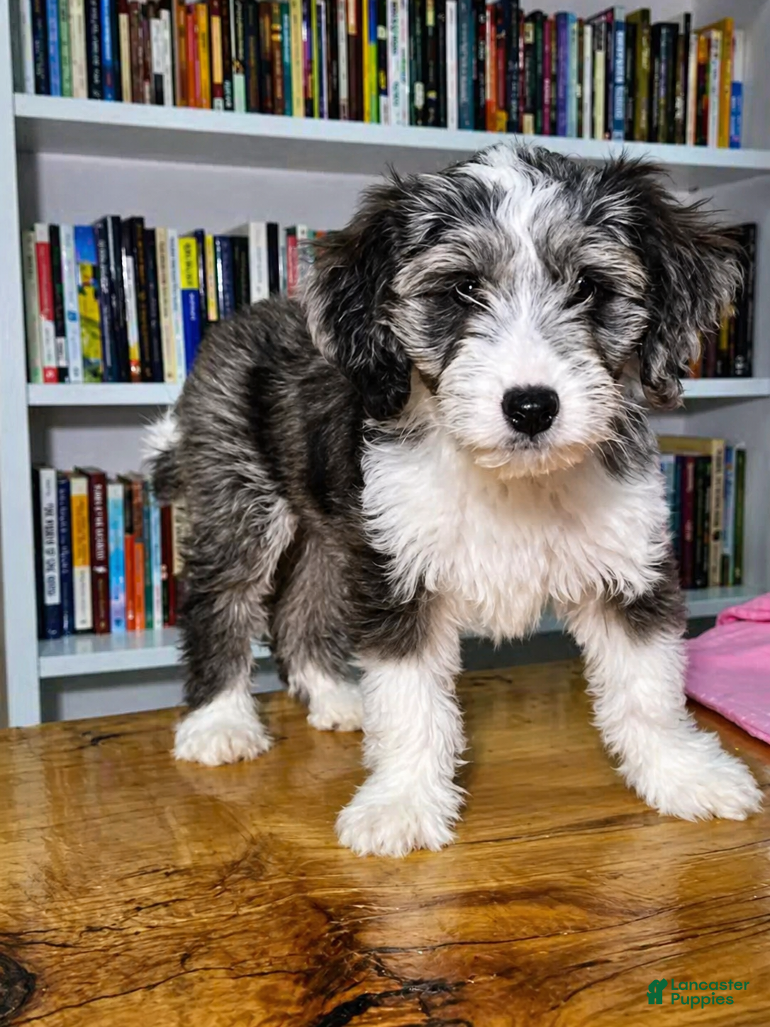 Mixed Breed dogs Sage - Ad 1