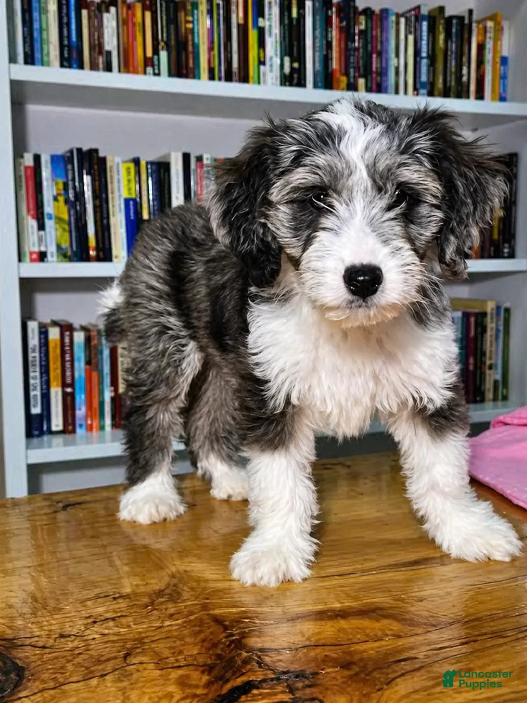 Mixed Breed dogs for sale: Sage - Ad 1