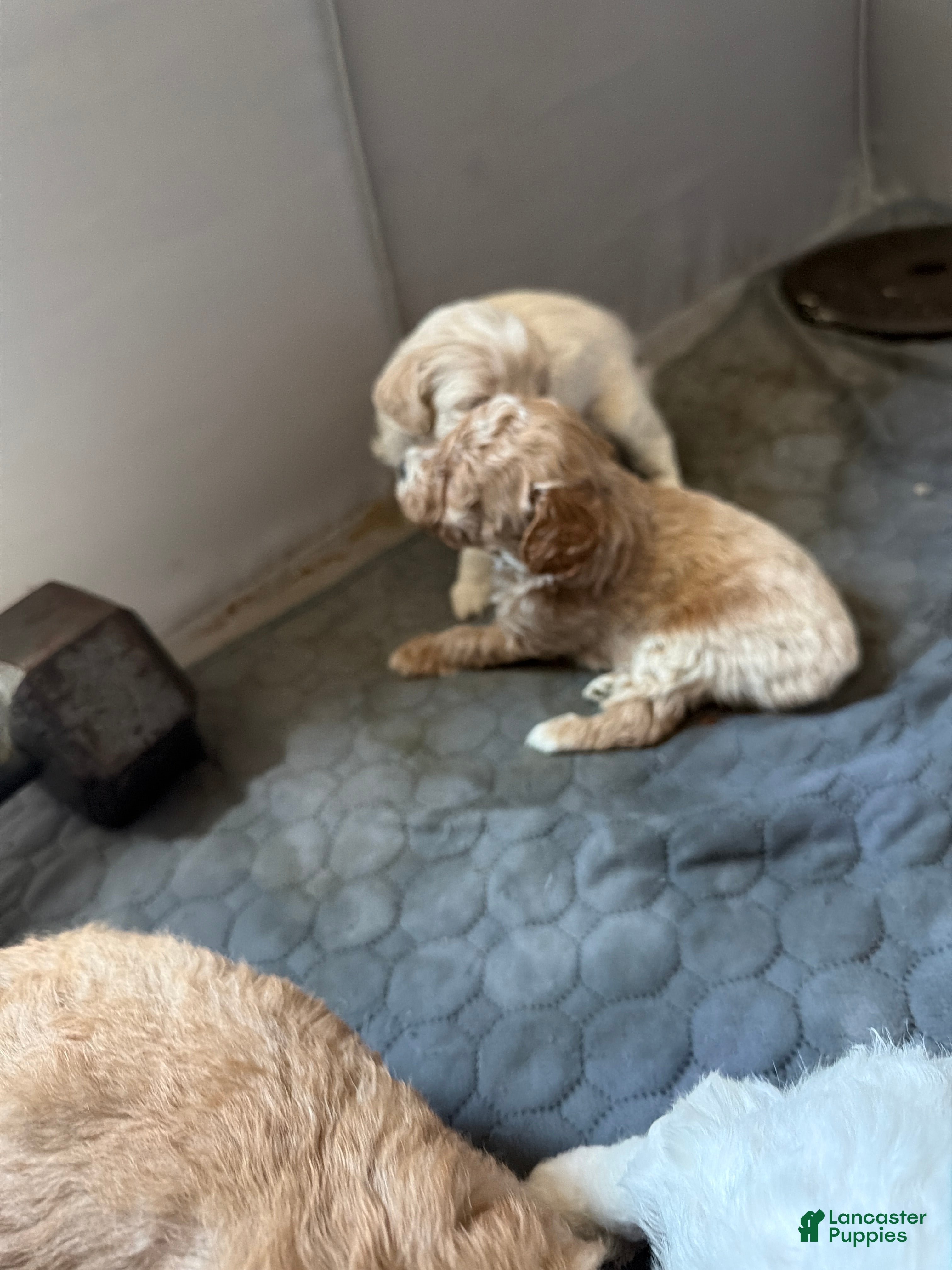 Shihpoo dogs Shihpoo 3- Charlie  - Ad 8