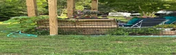 Chihuahua dogs for sale: Sven - Ad 5