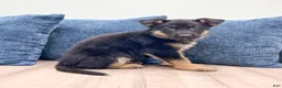 German Shepherd dogs for sale: Kendon - Ad 5