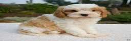 Cavapoo dogs for sale: Diego - Ad 3