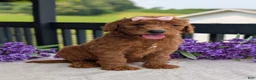 Goldendoodle dogs for sale: Miss Emmie - Ad 18