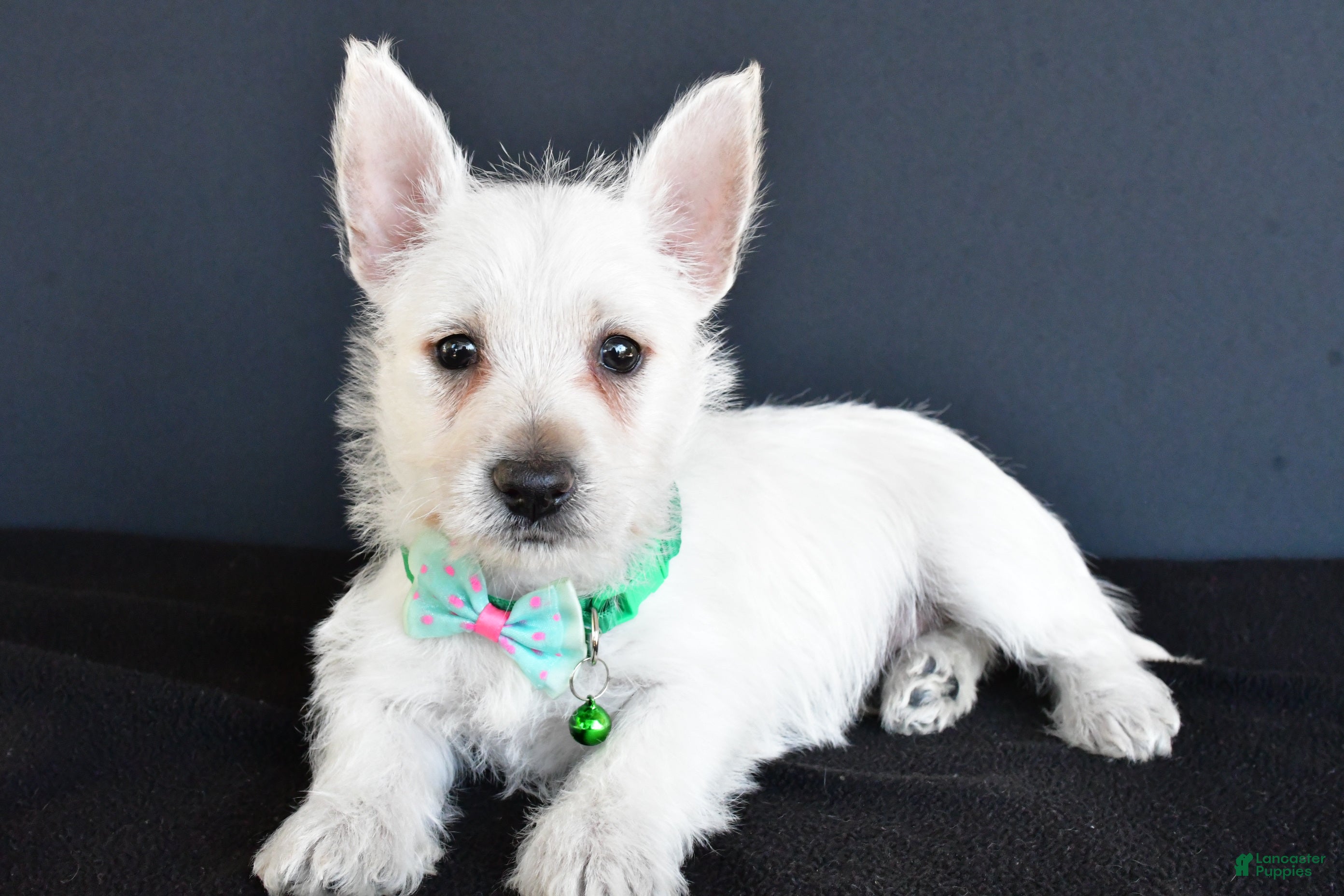 West Highland Terrier dogs Gabe - Ad 3
