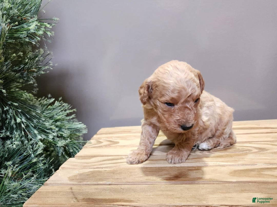 Mini Goldendoodle dogs for sale: Dover - Ad 5