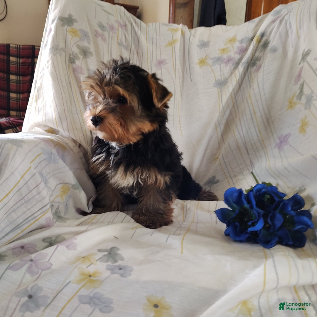 Yorkshire Terrier dogs for sale: Robbie - Ad 6