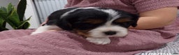 Cavalier King Charles Spaniel dogs for sale: Cavalier King Charles Spaniel Puppy 3 - Ad 17
