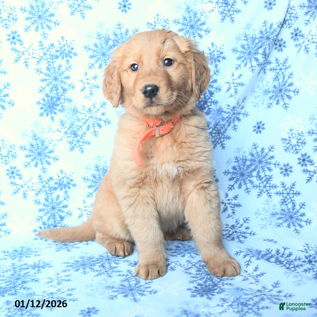 Golden Retriever dogs for sale: Lightning - Ad 1