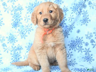 Golden Retriever dogs Lightning - Ad 10