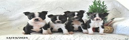 Boston Terrier dogs for sale: Jack  - Ad 3