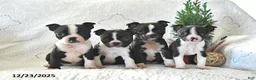 Boston Terrier dogs for sale: Jack  - Ad 6