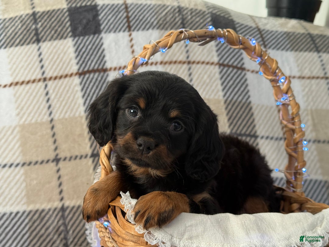 Mixed Breed dogs for sale: Arrow  - Ad 2