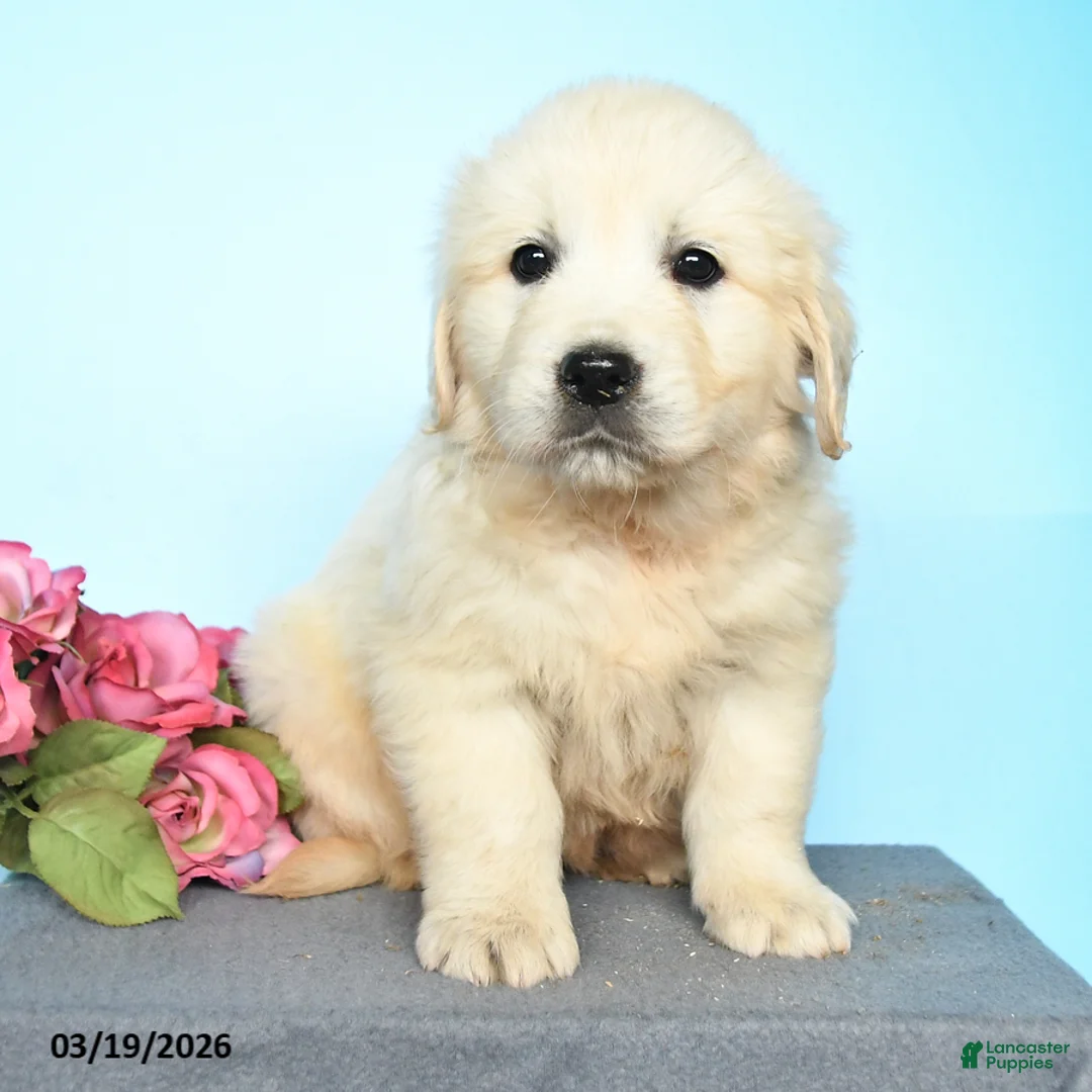 Golden Retriever dogs for sale: Dixie - Ad 2