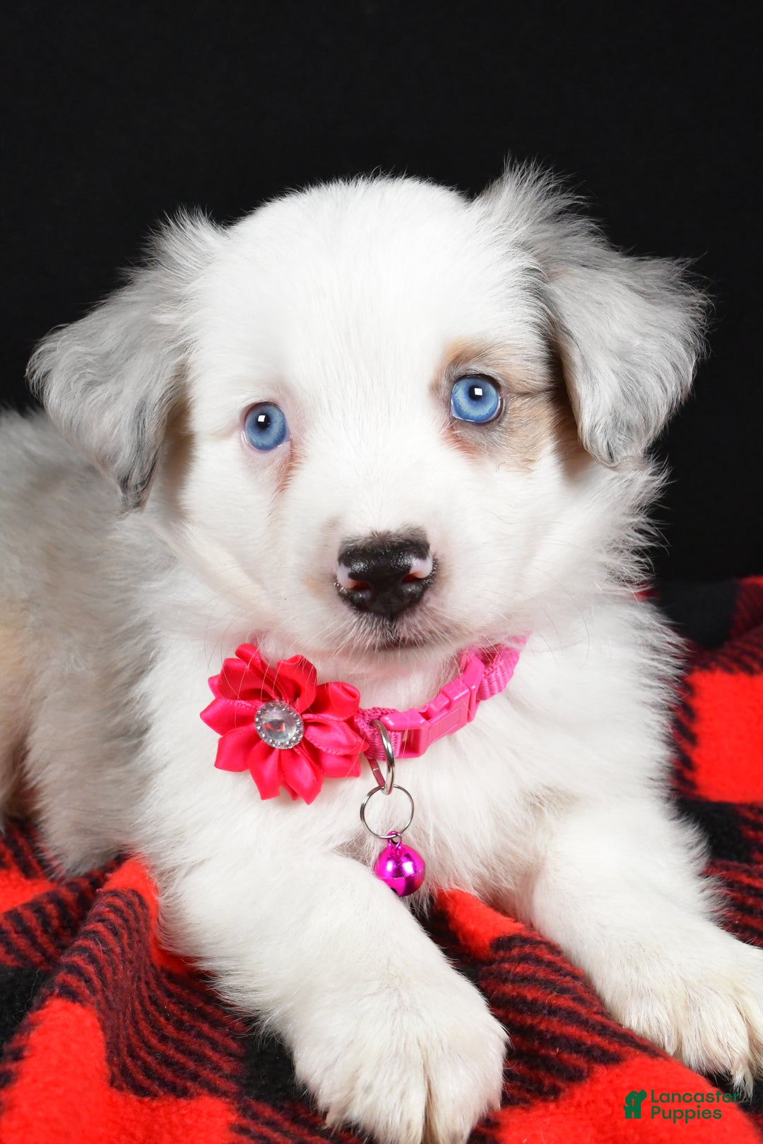 Miniature Australian Shepherd dogs for sale: Jewel - Ad 2