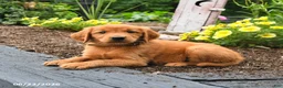 Golden Retriever dogs for sale: Rusty - Ad 2