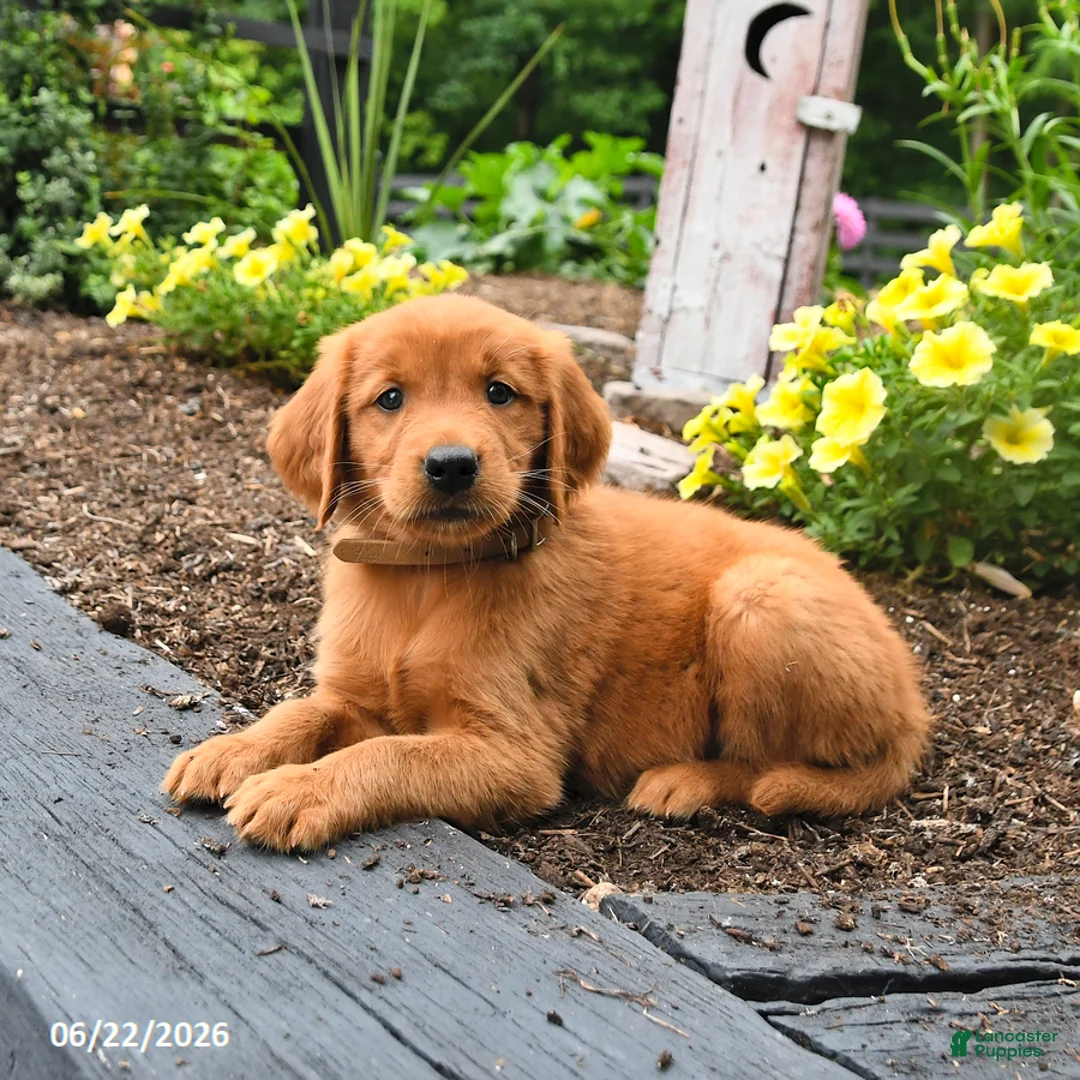 Golden Retriever dogs for sale: Rusty - Ad 2