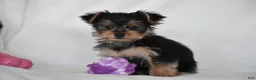 Yorkshire Terrier dogs for sale: Olive - Ad 5