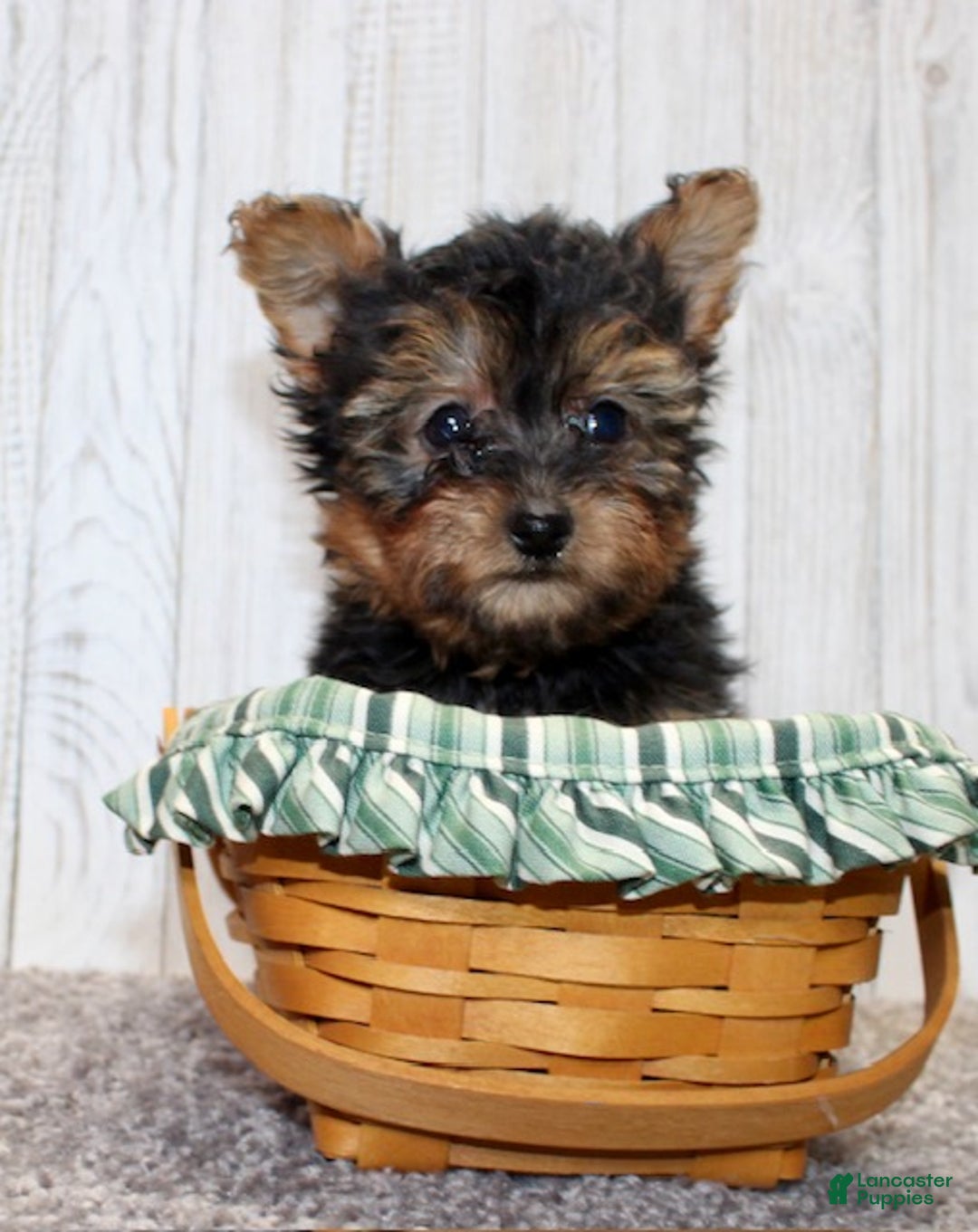 Yorkiepoo dogs for sale: Toby - Ad 4