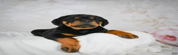 Rottweiler dogs for sale: Tater Tot  - Ad 4