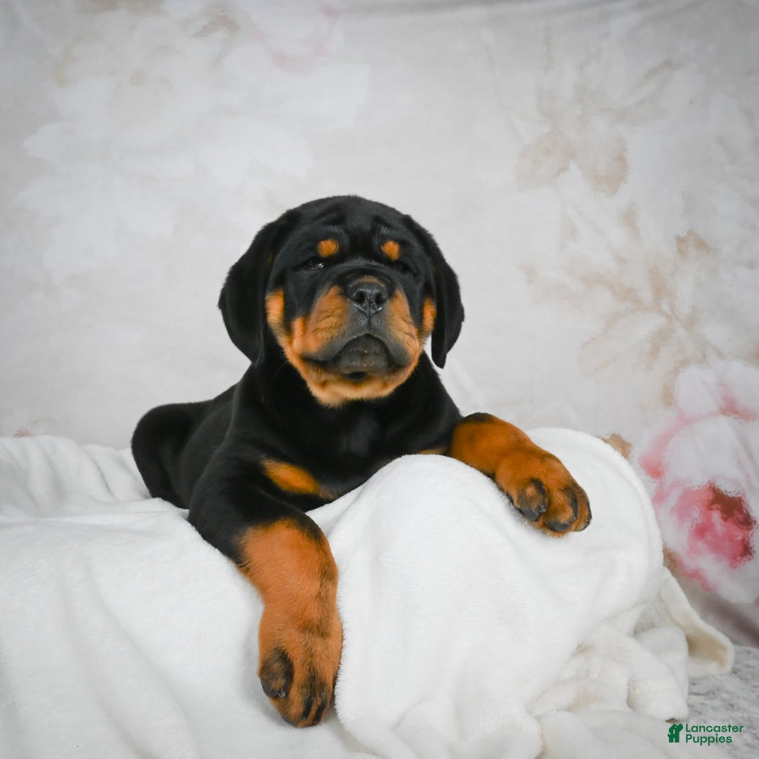 Rottweiler dogs for sale: Tater Tot  - Ad 4