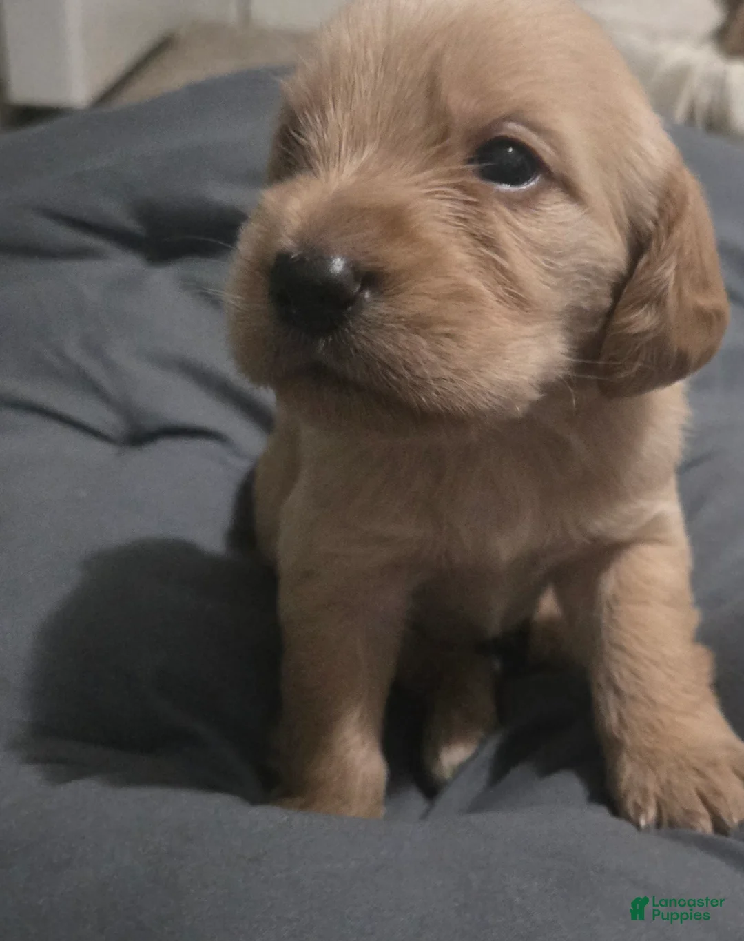 Double Doodle dogs for sale: Double Doodle 3-Charlie - Ad 1
