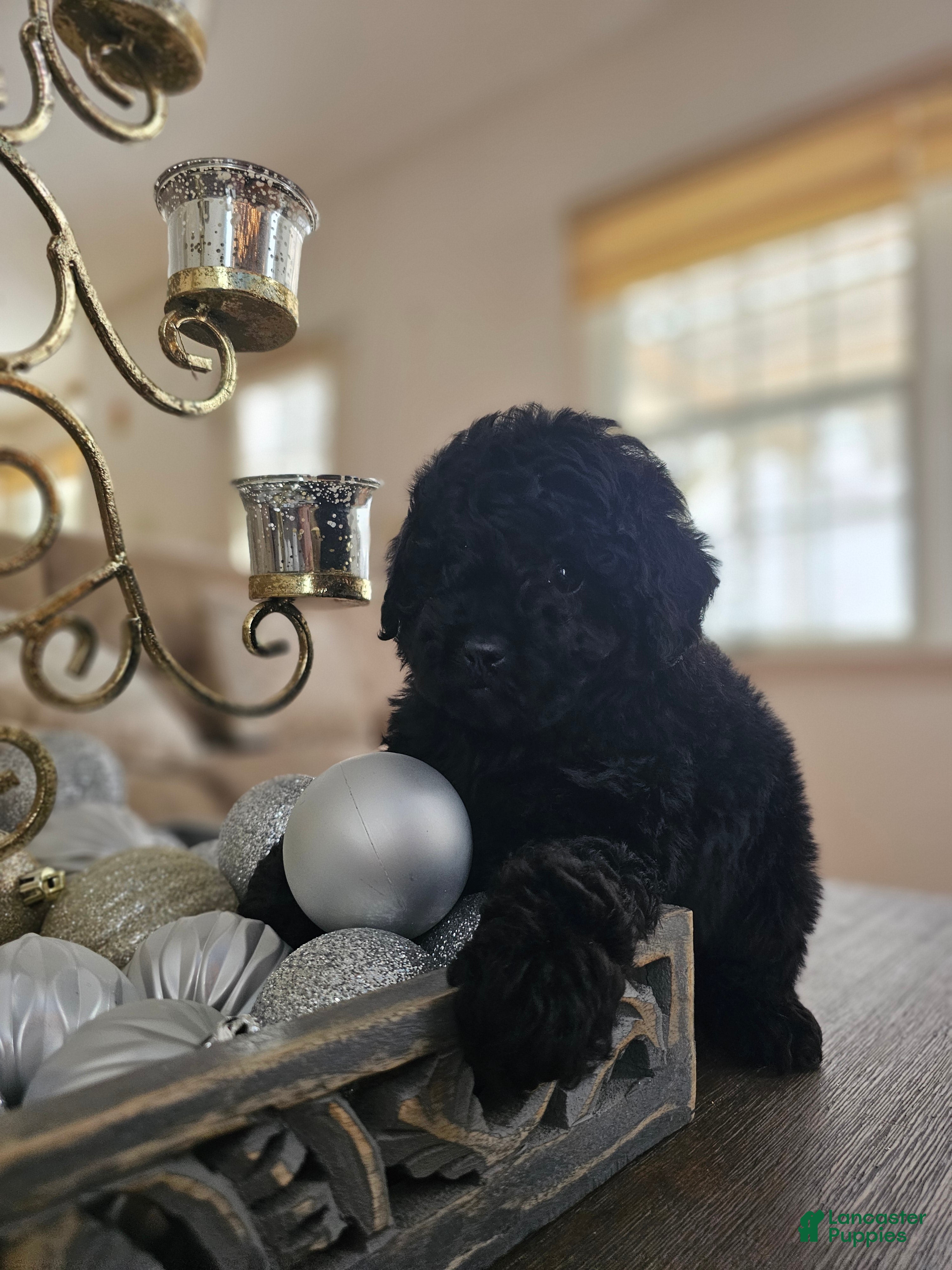 Toy Poodle dogs Toy Poodle Puppy 3 - Ad 2