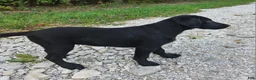 Labrador Retriever dogs for sale: Dolly - Ad 2