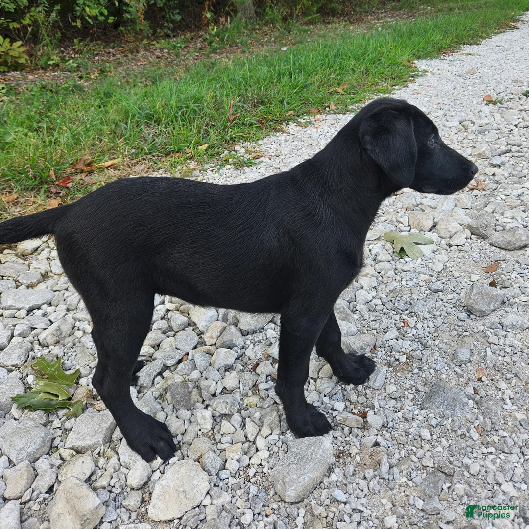 Labrador Retriever dogs for sale: Dolly - Ad 2