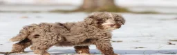 Mini Bernedoodle dogs for sale: Chocolate Chips - Ad 1