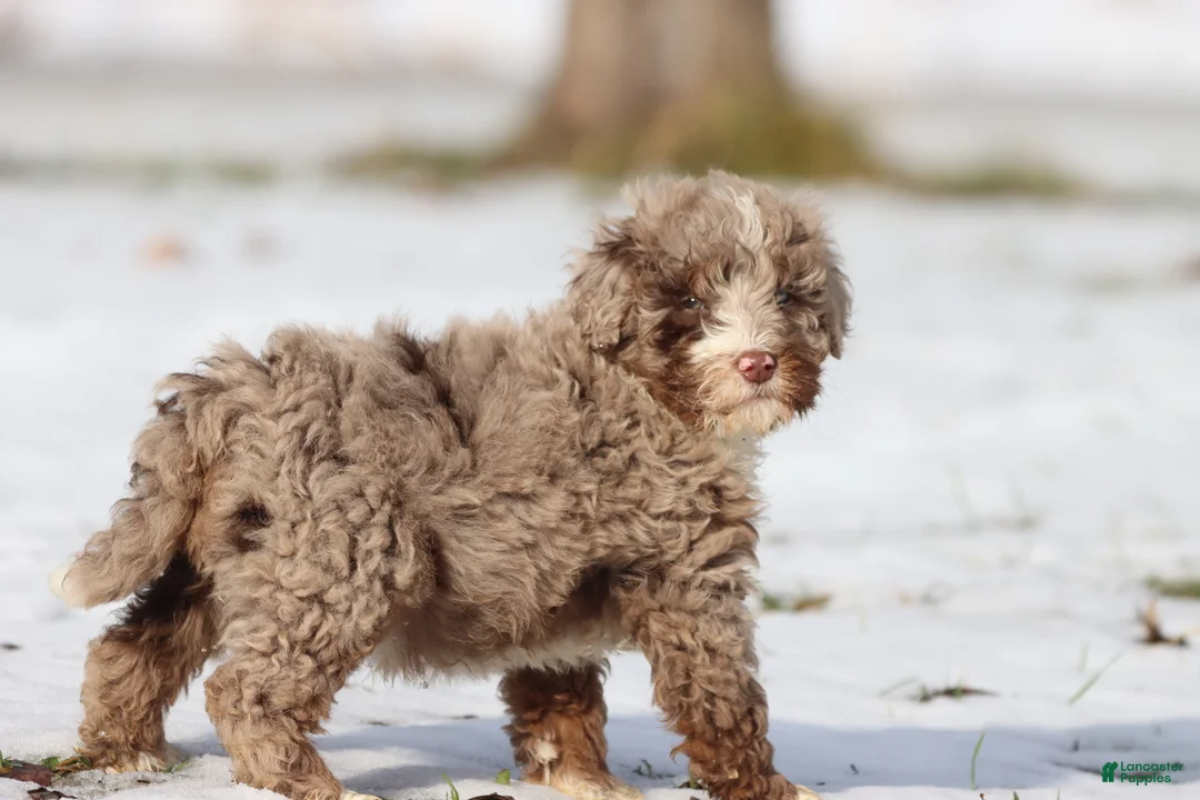 Mini Bernedoodle dogs for sale: Chocolate Chips - Ad 1