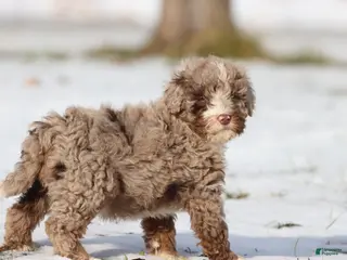 Mini Bernedoodle dogs Chocolate Chips - Ad 5