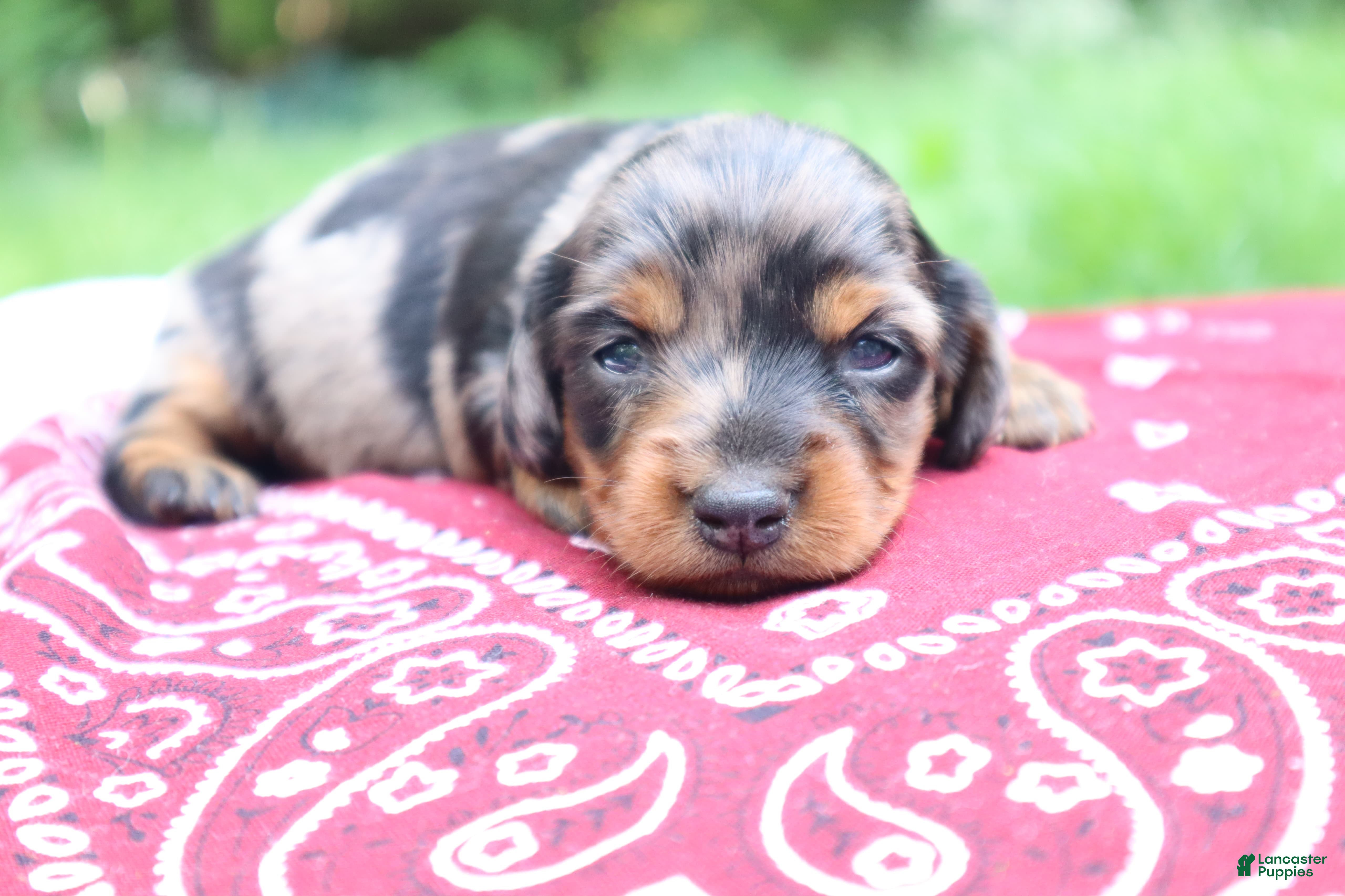 Miniature Dachshund dogs for sale: Orbit - Ad 3