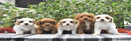 Cavapoo dogs for sale: Coco - Ad 5