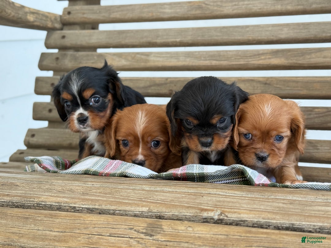 Cavalier King Charles Spaniel dogs for sale: Winter - Ad 12