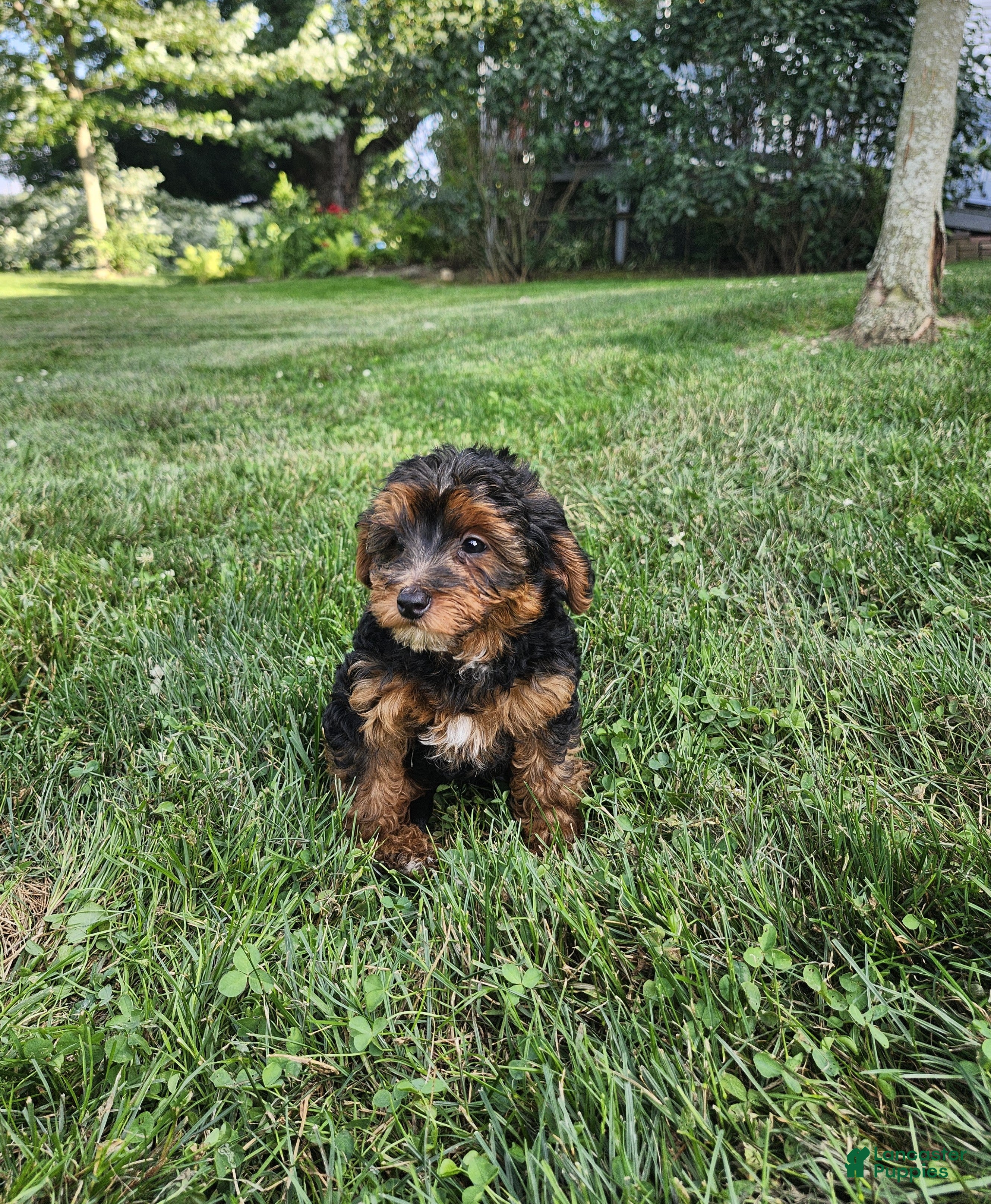 Yorkiepoo dogs Oscar - Ad 2
