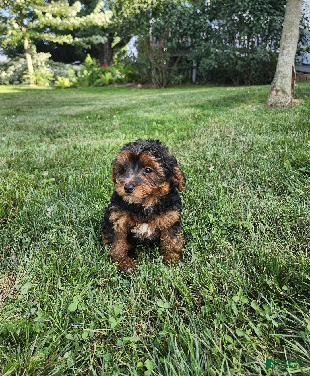 Yorkiepoo dogs for sale: Oscar - Ad 2