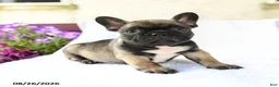 French Bulldog dogs for sale: Koa  - Ad 1