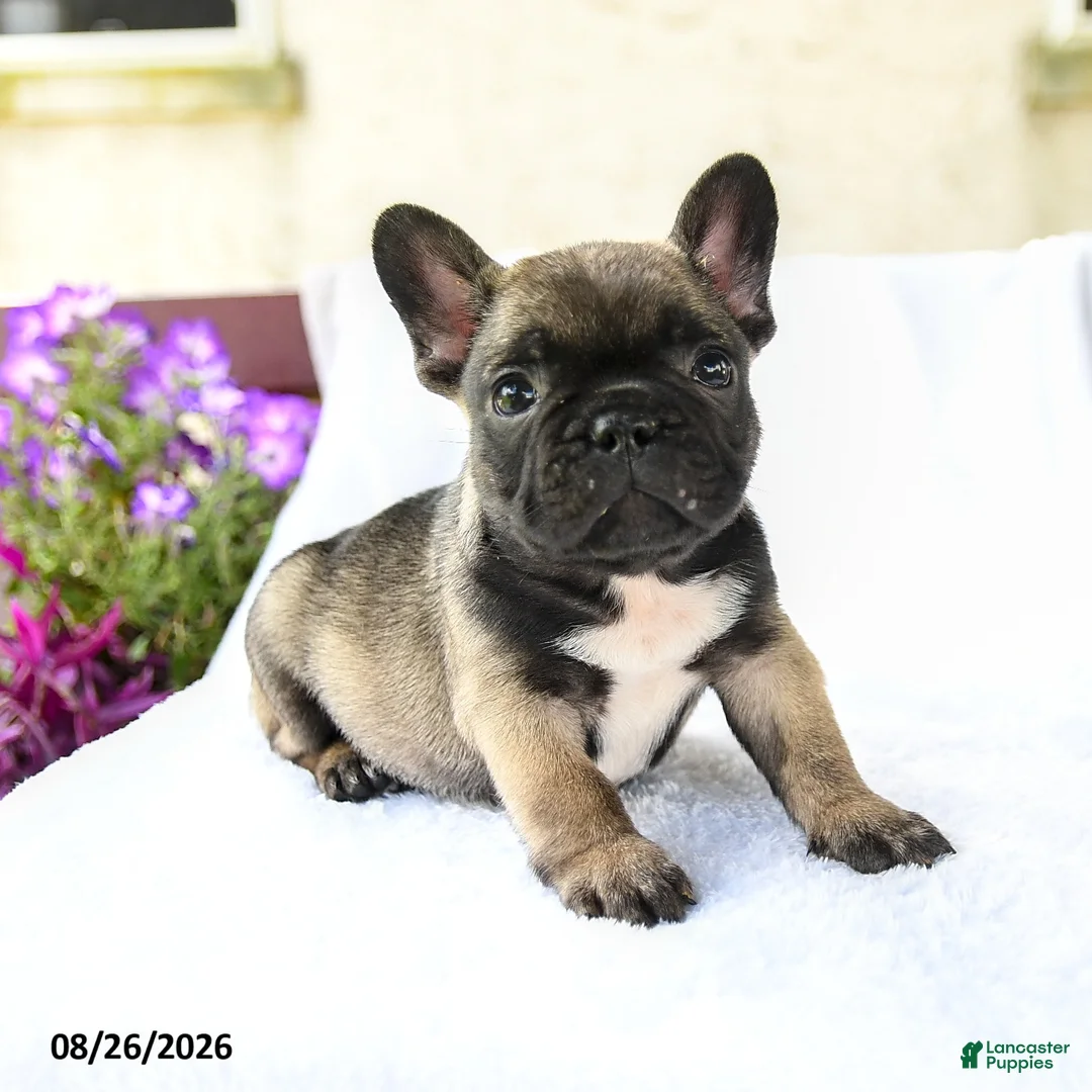 French Bulldog dogs for sale: Koa  - Ad 1